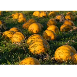 Nederlandse Pompoenpitten Naturel 250g