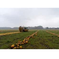 Nederlandse Pompoenpitten Geroosterd 150g