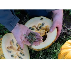 Nederlandse Pompoenpitten Naturel 1kg